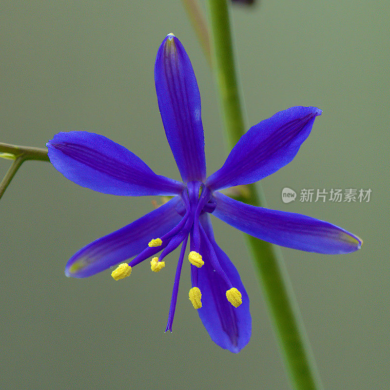 一朵生长在安第斯山麓的“azulillo”或“Pajarito Azul”花。